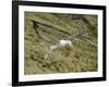 Southern Royal Albatross-DLILLC-Framed Photographic Print