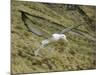 Southern Royal Albatross-DLILLC-Mounted Photographic Print