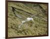 Southern Royal Albatross-DLILLC-Framed Photographic Print