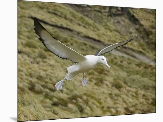 Southern Royal Albatross-DLILLC-Mounted Photographic Print