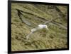 Southern Royal Albatross-DLILLC-Framed Photographic Print