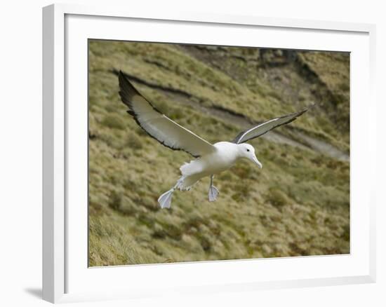 Southern Royal Albatross-DLILLC-Framed Photographic Print