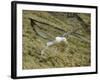 Southern Royal Albatross-DLILLC-Framed Photographic Print