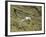 Southern Royal Albatross-DLILLC-Framed Photographic Print