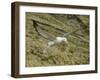 Southern Royal Albatross-DLILLC-Framed Photographic Print