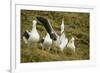 Southern Royal Albatross-DLILLC-Framed Photographic Print