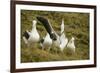 Southern Royal Albatross-DLILLC-Framed Photographic Print