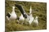 Southern Royal Albatross-DLILLC-Mounted Photographic Print