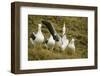 Southern Royal Albatross-DLILLC-Framed Photographic Print