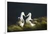 Southern Royal Albatross-DLILLC-Framed Photographic Print