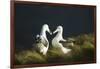 Southern Royal Albatross-DLILLC-Framed Photographic Print