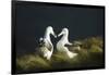 Southern Royal Albatross-DLILLC-Framed Photographic Print