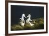 Southern Royal Albatross-DLILLC-Framed Photographic Print