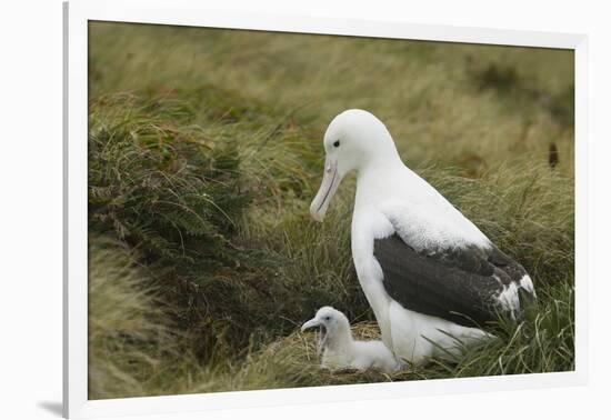 Southern Royal Albatross-DLILLC-Framed Photographic Print