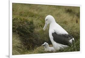 Southern Royal Albatross-DLILLC-Framed Photographic Print