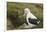 Southern Royal Albatross-DLILLC-Framed Photographic Print