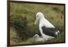 Southern Royal Albatross-DLILLC-Framed Photographic Print