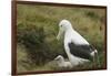 Southern Royal Albatross-DLILLC-Framed Photographic Print