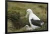 Southern Royal Albatross-DLILLC-Framed Photographic Print