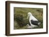 Southern Royal Albatross-DLILLC-Framed Photographic Print