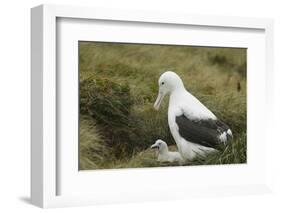 Southern Royal Albatross-DLILLC-Framed Photographic Print