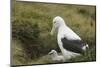 Southern Royal Albatross-DLILLC-Mounted Photographic Print