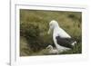 Southern Royal Albatross-DLILLC-Framed Photographic Print