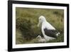 Southern Royal Albatross-DLILLC-Framed Photographic Print