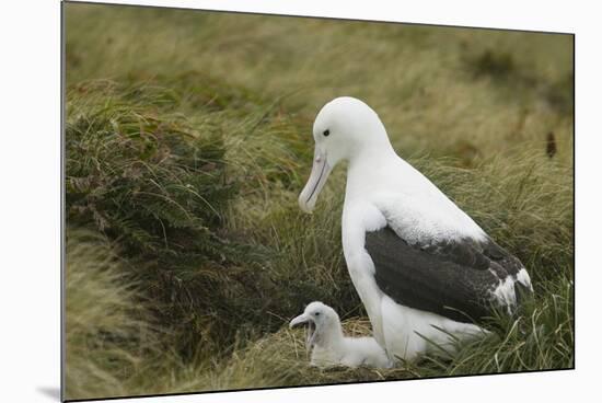 Southern Royal Albatross-DLILLC-Mounted Photographic Print