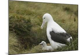 Southern Royal Albatross-DLILLC-Mounted Photographic Print