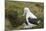 Southern Royal Albatross-DLILLC-Mounted Photographic Print