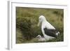 Southern Royal Albatross-DLILLC-Framed Photographic Print