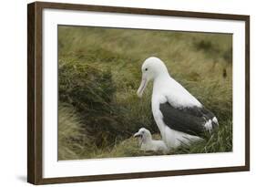 Southern Royal Albatross-DLILLC-Framed Photographic Print