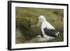 Southern Royal Albatross-DLILLC-Framed Photographic Print