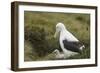 Southern Royal Albatross-DLILLC-Framed Photographic Print