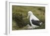 Southern Royal Albatross-DLILLC-Framed Photographic Print