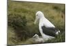 Southern Royal Albatross-DLILLC-Mounted Photographic Print