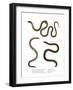 Southern Scaly Foot-null-Framed Giclee Print