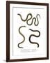 Southern Scaly Foot-null-Framed Giclee Print