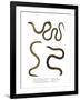 Southern Scaly Foot-null-Framed Giclee Print