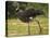 Southern Screamer-Joe McDonald-Stretched Canvas