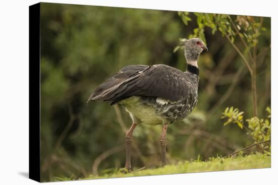 Southern Screamer-Joe McDonald-Stretched Canvas