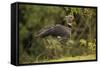 Southern Screamer-Joe McDonald-Framed Stretched Canvas