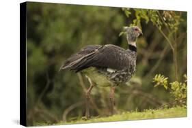 Southern Screamer-Joe McDonald-Stretched Canvas