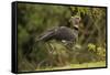 Southern Screamer-Joe McDonald-Framed Stretched Canvas