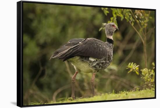 Southern Screamer-Joe McDonald-Framed Stretched Canvas