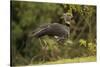 Southern Screamer-Joe McDonald-Stretched Canvas