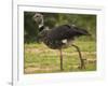 Southern Screamer-Joe McDonald-Framed Photographic Print