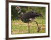 Southern Screamer-Joe McDonald-Framed Photographic Print