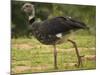 Southern Screamer-Joe McDonald-Mounted Photographic Print